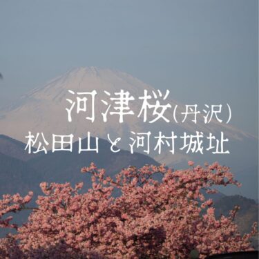 【西丹沢】3月に咲き乱れる松田山の河津桜と河村城址でゆるハイク