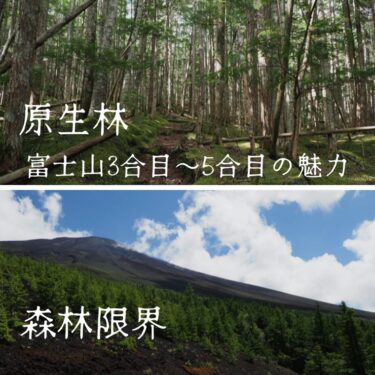 混雑しない夏の富士山3合目～5合目。苔と原生林、そして展望のルートを紹介。
